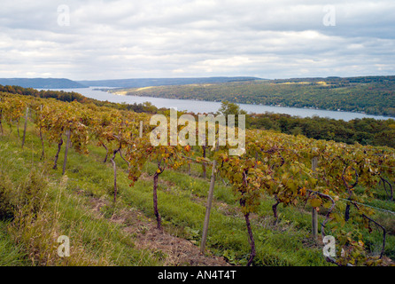 NEW YORK KEUKA LAKE Weinberg in der Finger Lakes Wein Bezirk von New York mit Blick auf Keuka See an einem Herbsttag Stockfoto