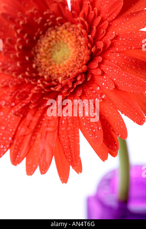 Rote Gerbera Blume in vase Stockfoto