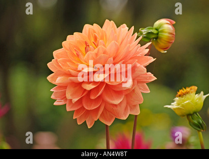 Kleine Seerose Dahlia Charlie Dimmock Stockfoto