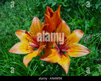Lilium Bulbiferum, Orangerote Feuerlilie, Lis Safrane, Glilio Rosso, Feuerlilie, Feuer-Lilie Stockfoto