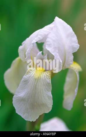 Iris Germanica Orris Iris Stockfoto