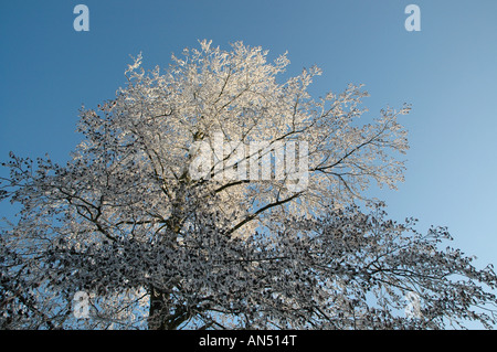 Winter-Szene Roermond Niederlande Europa Stockfoto