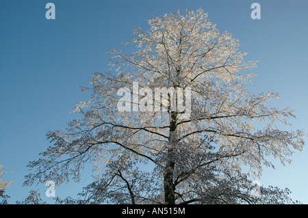 Winter-Szene Roermond Niederlande Europa Stockfoto