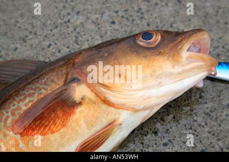 Dorsch, Kabeljau, Dorsch, Gadus Morhua; Küste, Angeln in Island; Dorsch, Dorsch, provenzalischer Stockfoto