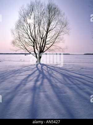 Baum am zugefrorenen See im Winter Montreal Stockfoto