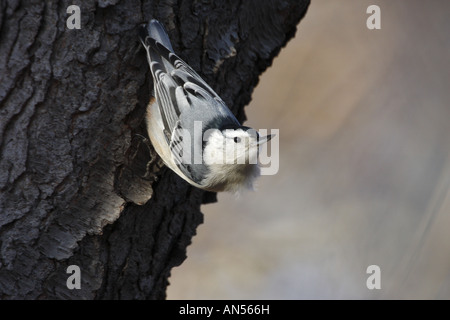 weißen Brüsten Kleiber warten auf Baum, die auf der Suche nach Nahrung und Feinde Stockfoto