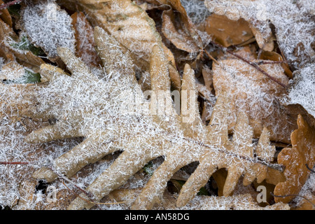 Blatt der Eiche auf dem Boden liegend und bedeckt mit Schnee und Eiskristalle Stockfoto