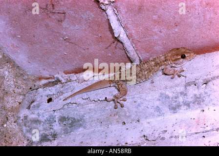 Maurischer Gecko Tarentola Mauritanica. Im städtischen Umfeld Stockfoto