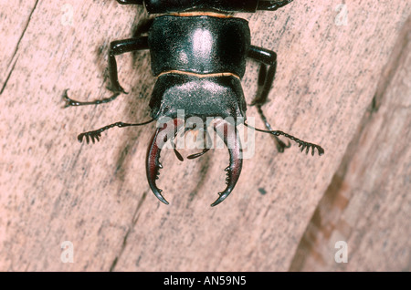 Hirschkäfer Lucanus Tetraodon. Nahaufnahme des männlichen Kopf und Kiefer Stockfoto