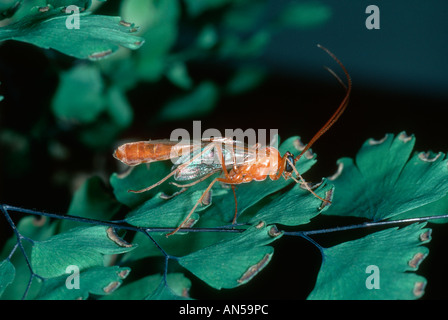 Rote Wespe Ichneumon oder Ichneumon fliegen, Ophion luteus Stockfoto