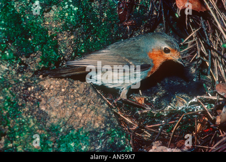 Rotkehlchen, Erithacus Rubecula. Erwachsenen im Nest mit Küken Stockfoto