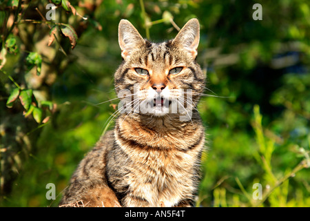 Erwachsene weibliche Tabby Tiger gestreifte Katze suchen Stockfoto