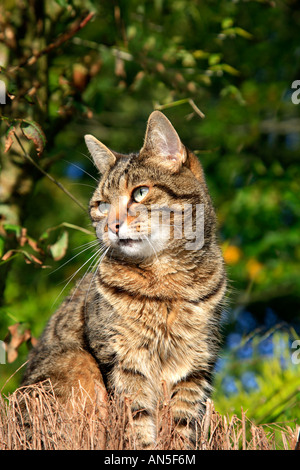 Erwachsene weibliche Tabby Tiger gestreifte Katze suchen Stockfoto