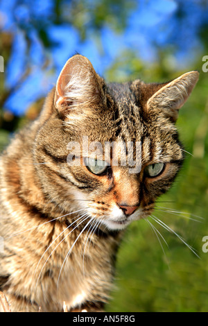 Erwachsene weibliche Tabby Tiger gestreifte Katze suchen Stockfoto