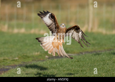 Rotmilan (Milvus Milvus) Abfackeln Flügel und Tail Fluggeschwindigkeit reduzieren. Stockfoto