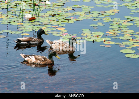 Enten schwimmen in einem Teich mit schwimmenden Lilie Hülsen Stockfoto