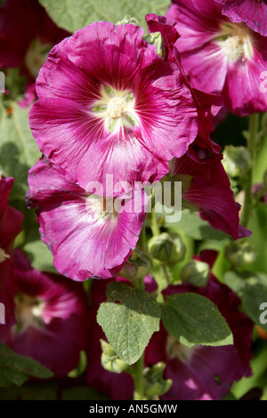 Hollyhock, Alcea rosea, Malvaceae Stockfoto