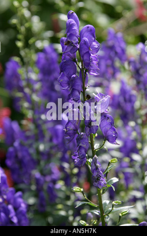 Monkshood aka Aconite oder Wolfsbane, Aconitum, Ranunculaceae Stockfoto