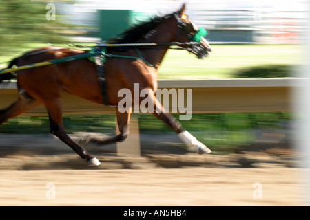 Trabrennen in Calgary, Alberta, Kanada Stockfoto