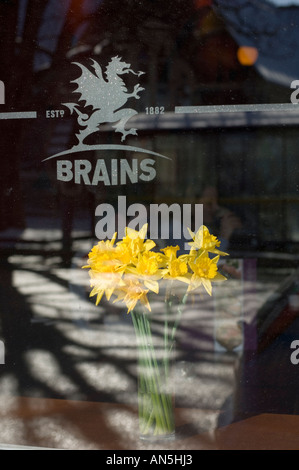 gelbe Narzissen, die Hoheitszeichen Blume von Wales, in einem Pub-Fenster mit dem Gehirn Brauerei Dragon Logo im Glas geätzt Stockfoto