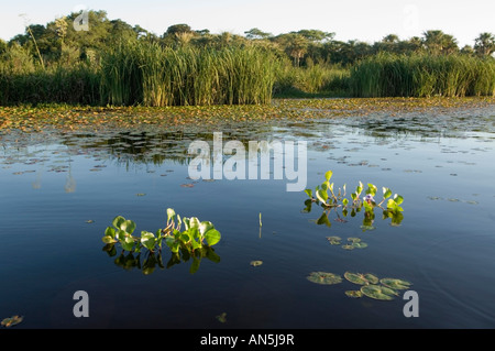 Wasser Hyacynth Esteros del Ibera Argentinien Laguna Ibera Stockfoto