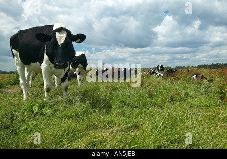Eine Herde von Holstein friesische Milchkühe weiden auf Amberley Wildbrooks Nature Reserve, Sussex Stockfoto