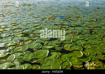 Esteros del Ibera Argentinien Laguna Ibera Stockfoto