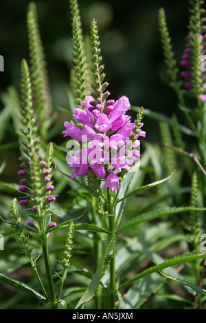 Gehorsam Pflanze aka falsche Drachenkopf Physostegia Virginiana 'Vivid', Lamiaceae. Stockfoto