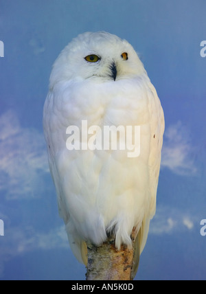 Ein erwachsenes Männchen Schnee-eule (Nyctea scandica) auf Baumstumpf thront, Stockfoto