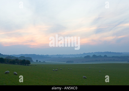 Freilandhaltung Schafe weiden im Nebel auf der Berkshire Downs unter Sheepdrove Bio Bauernhof Lambourn England Stockfoto