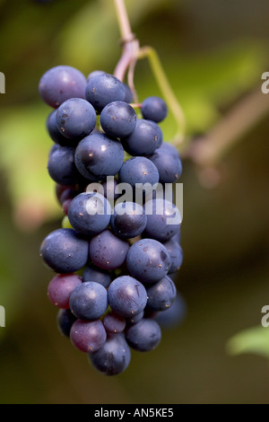 Schwarze Trauben hängen in einem Bündel Oxfordshire-England Stockfoto