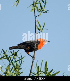 Unter der Leitung von Scarlet Blackbird (Amblyramphus Holosericeus), Esteros del Ibera, Argentinien Stockfoto