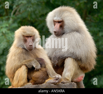 Intime Nahaufnahme Portrait eines Paares von Hamadryas Pavian Papio Hamadryas Mutter ist seine jungen kuscheln. Stockfoto