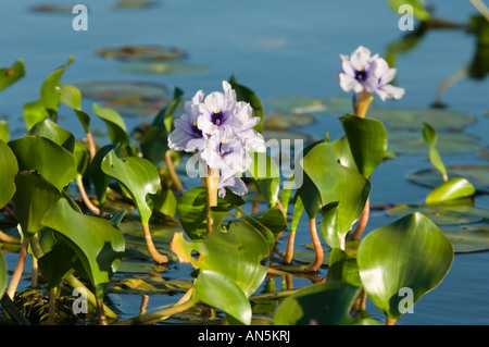 Wasser Hyacynth Esteros del Ibera Argentinien Stockfoto