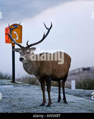 Ein Rothirsch Hirsch Cervus Elaphus stand neben einer SOS-Phonebox auf der A82-Straße in den schottischen Highlands Stockfoto
