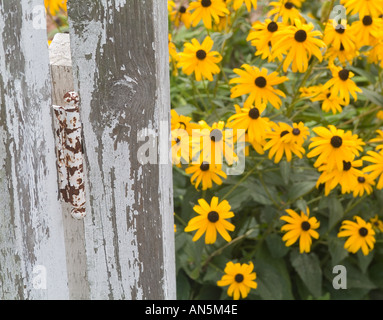Rostige alte Scharnier auf Holzzaun mit Black Eyed Susans Blumen im Hintergrund Stockfoto
