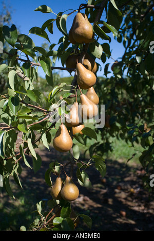 Birnen wachsen auf einem Birnbaum in einer Apfelplantage Stockfoto