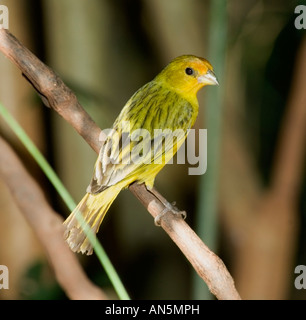 Safran gelb Finch Sicalis flaveola Stockfoto