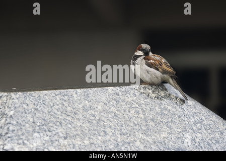 kleine braune Spatz in der Stadt sitzt auf einer Betonwand Stockfoto