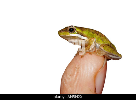 ein winziger Zwerg grünen Laubfrosch Litoria Goldhahnenfuß thront auf der Spitze eines Fingers Stockfoto