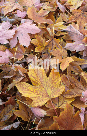 Bergahorn (Acer pseudoplatanus) Stockfoto