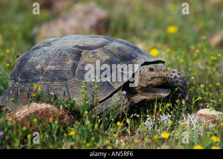 Wüste Schildkröte Gopherus Agassizii Mojave Desert in Kalifornien Stockfoto