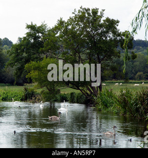 Der Fluss Avon fließt durch Salisbury Wiltshire England UK Stockfoto