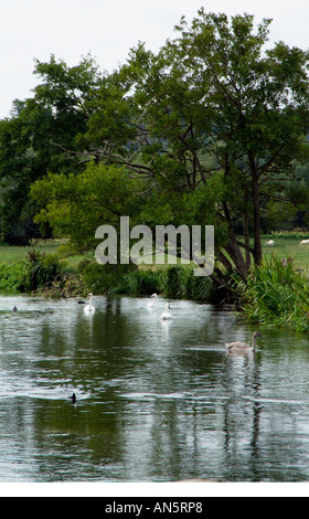 Der Fluss Avon fließt durch Salisbury Wiltshire England UK Stockfoto