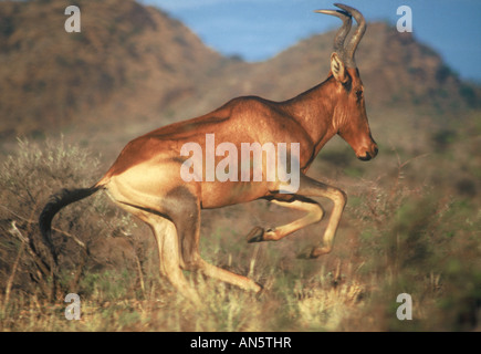 männliche Kuhantilopen Alcelaphus Buselaphus ausgeführt Stockfoto