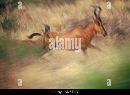 Zwei Kuhantilopen ausgeführt Stockfoto