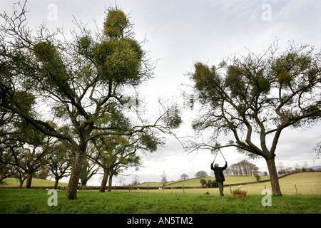 Mistel, gesammelt von Bäumen in der Nähe von Tenbury Wells in Worcestershire UK Stockfoto