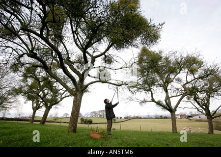 Mistel, gesammelt von Bäumen in der Nähe von Tenbury Wells in Worcestershire UK Stockfoto