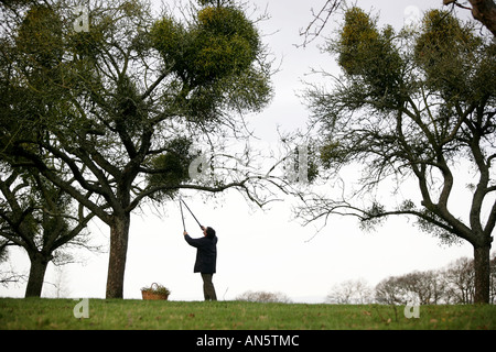 Mistel, gesammelt von Bäumen in der Nähe von Tenbury Wells in Worcestershire UK Stockfoto