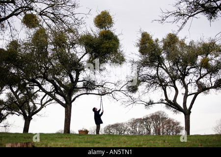 Mistel, gesammelt von Bäumen in der Nähe von Tenbury Wells in Worcestershire UK Stockfoto